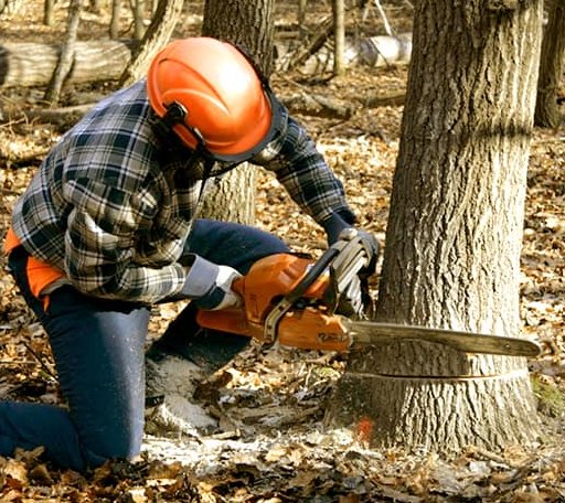 Tree Removal in Thorndale, TX